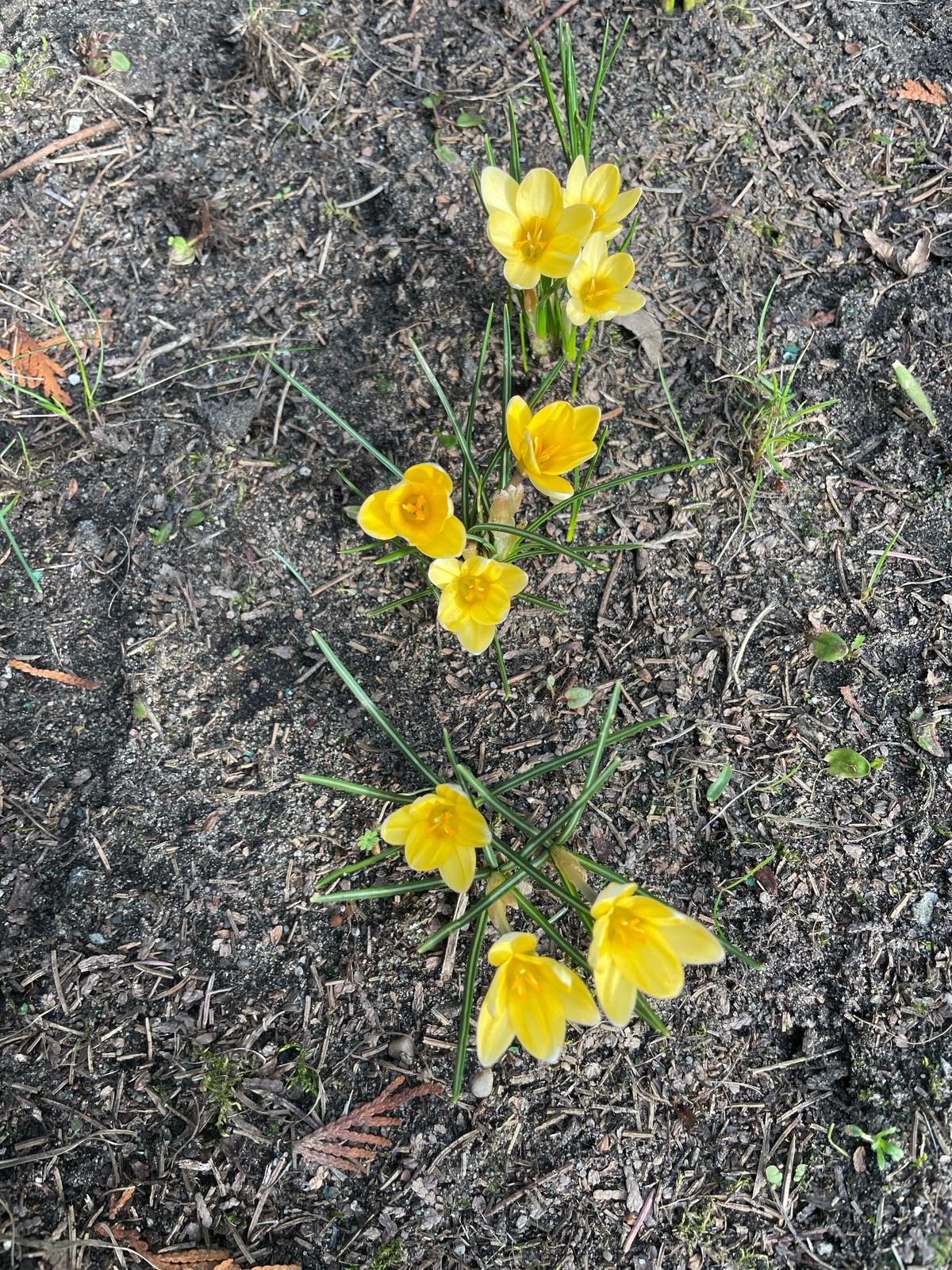 http://www.sp8.sosnowiec.pl/images/0000/galeria24-25/Krokus.jpg